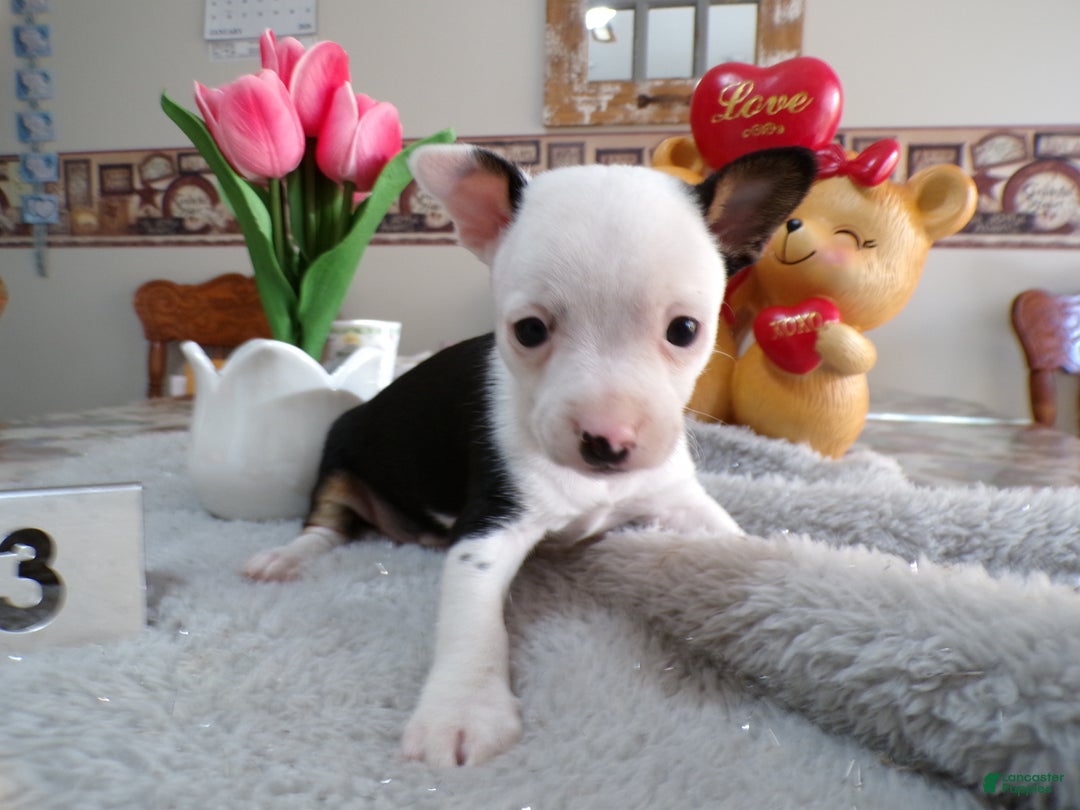 Chihuahua dogs for sale: Chihuahua Puppy 3 Buster - Ad 1