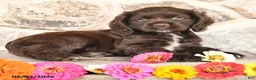 Cocker Spaniel dogs for sale: Darla - Ad 3