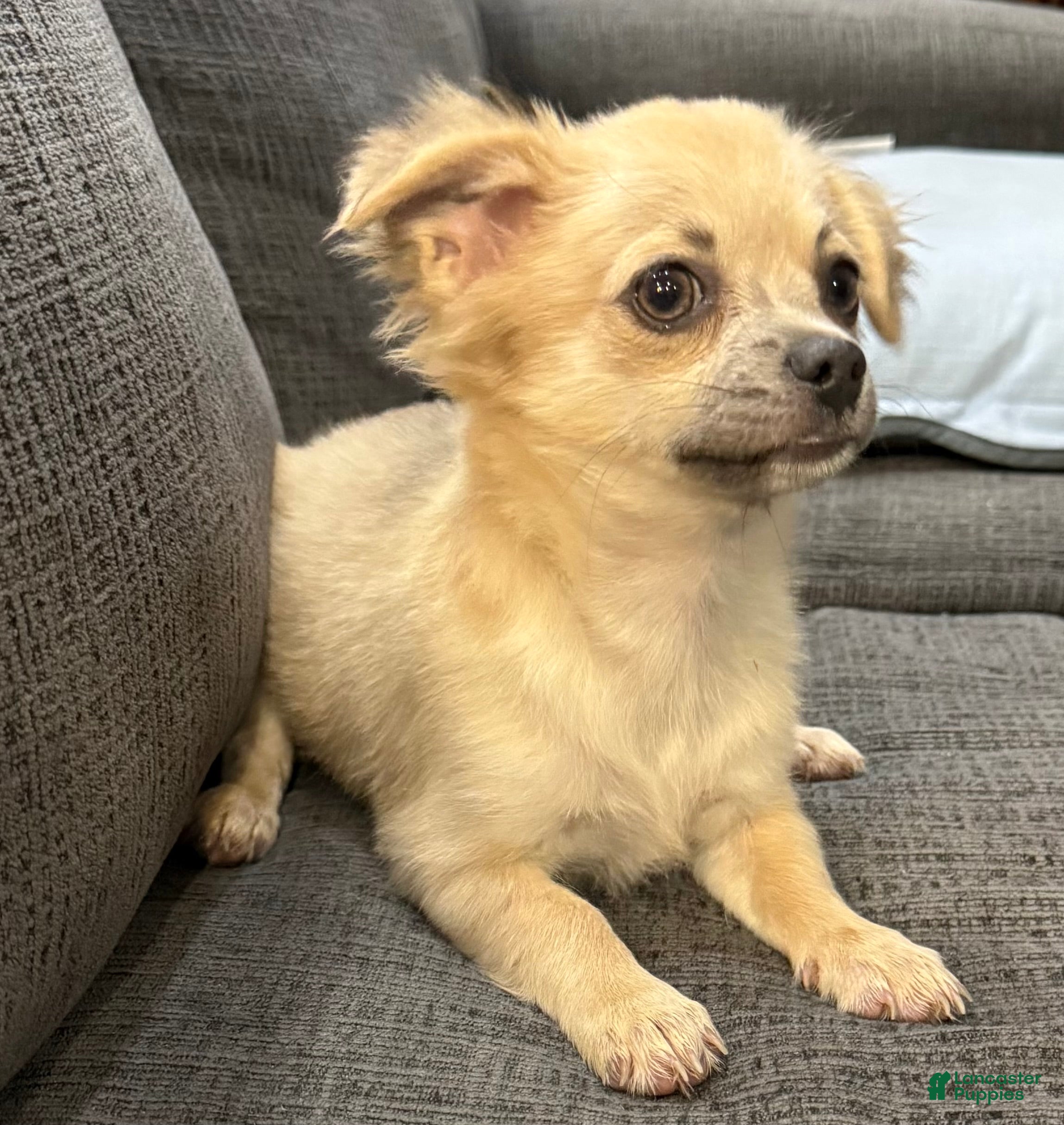 Chihuahua dogs May - Ad 1