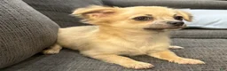 Chihuahua dogs for sale: May - Ad 1