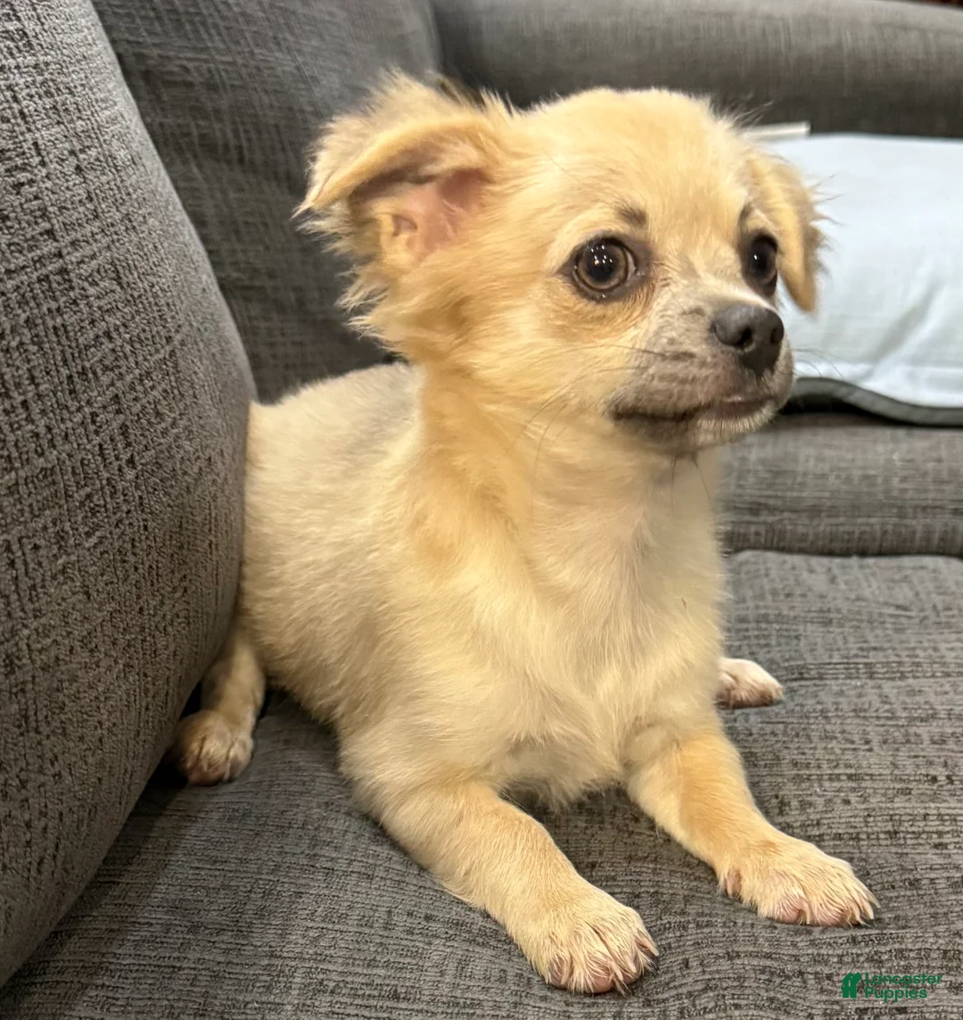 Chihuahua dogs for sale: May - Ad 1