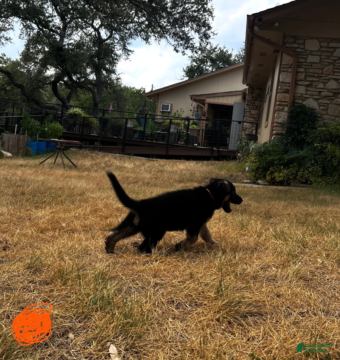 German Shepherd dogs Orange - Ad 2