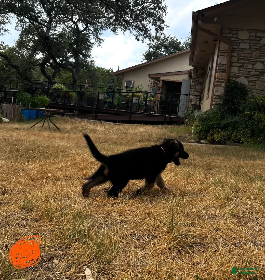 German Shepherd dogs for sale: Orange - Ad 2