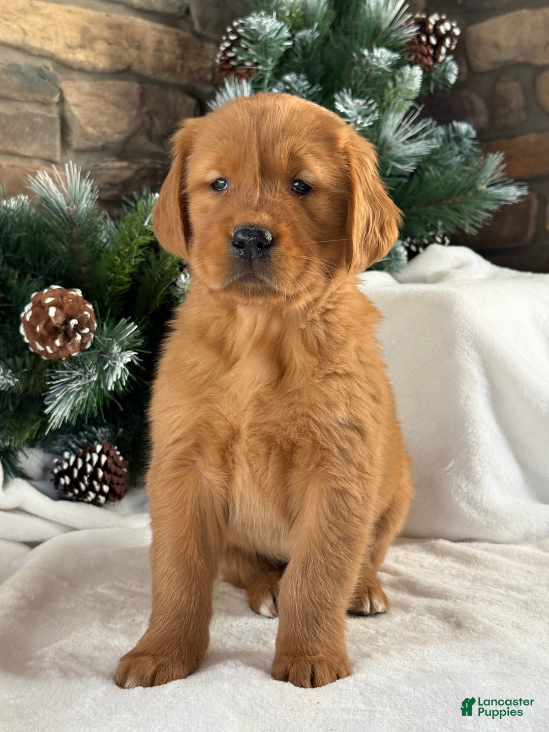 Golden Retriever dogs for sale: Daisy  - Ad 4