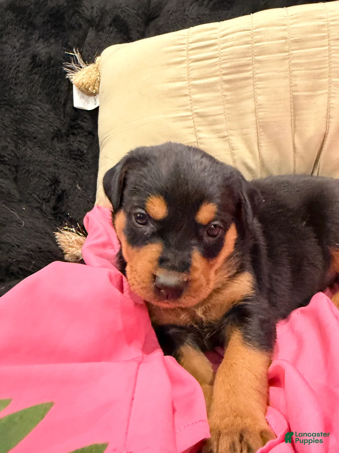 Rottweiler dogs for sale: Rottweiler Puppy 1 - Ad 8