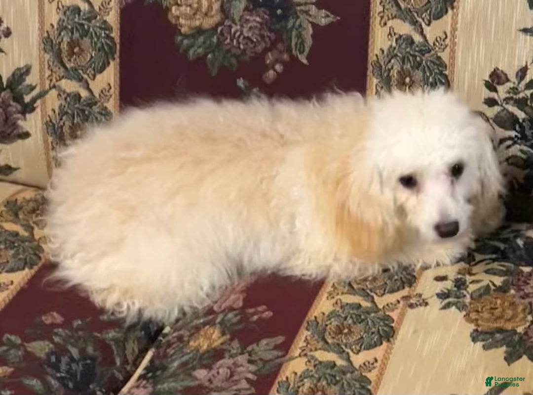 Toy Poodle dogs for sale: Leon - Ad 7