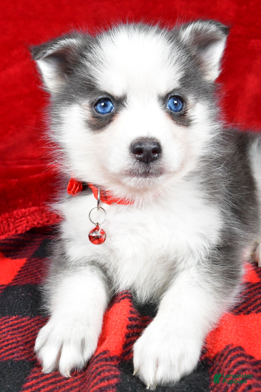 Pomsky dogs for sale: Veronica - Ad 6