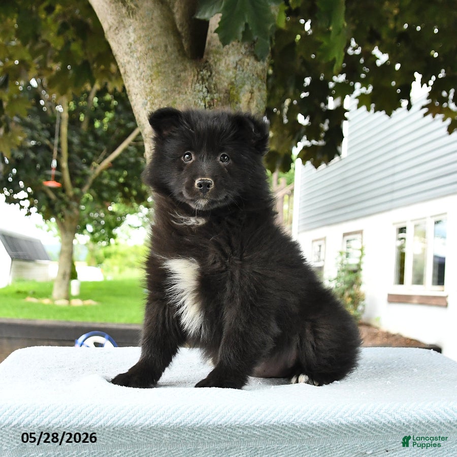 Pomsky dogs Gideon - Ad 1