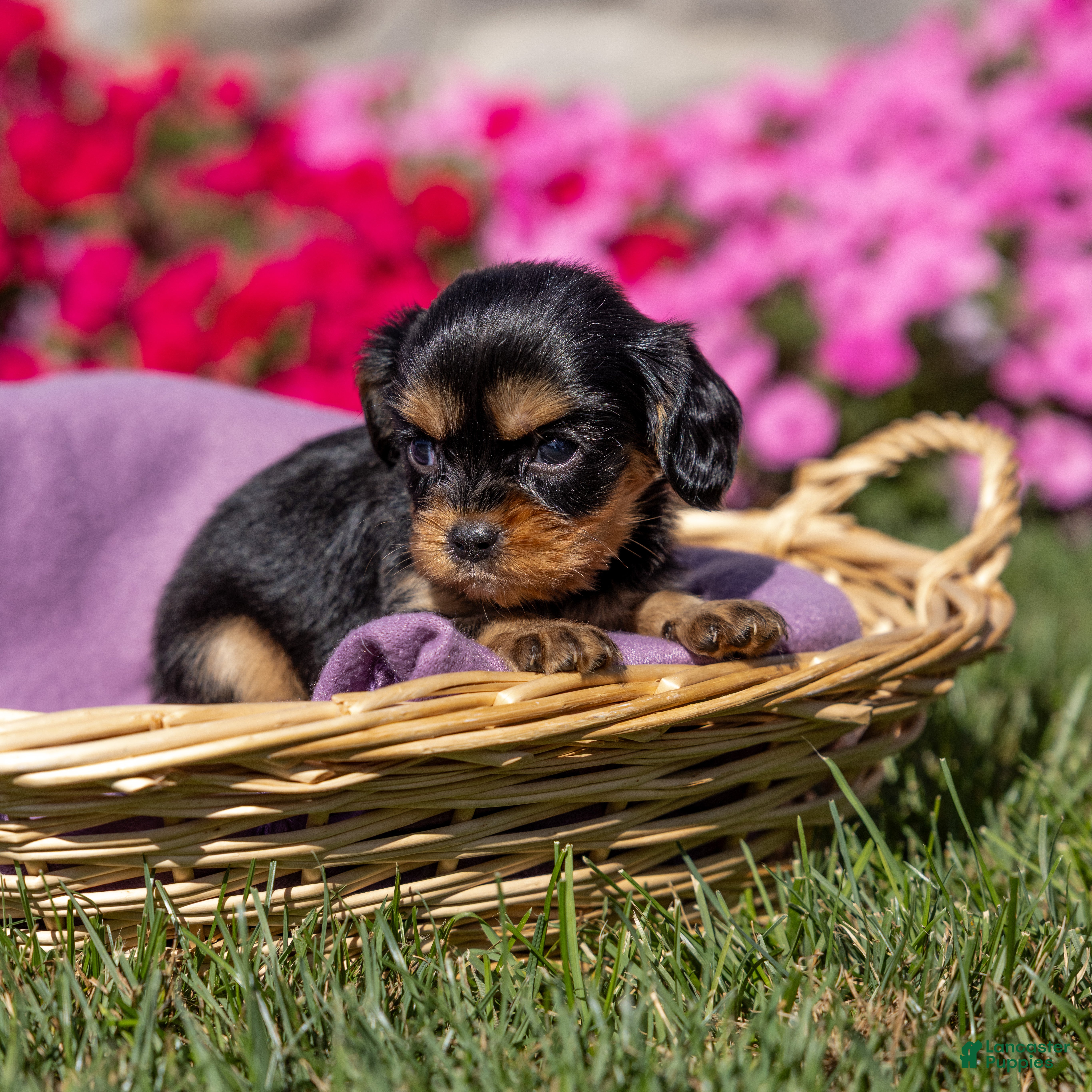 Cavalier King Charles Spaniel dogs Milly - Ad 1