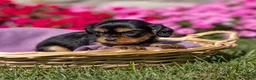 Cavalier King Charles Spaniel dogs for sale: Milly - Ad 1
