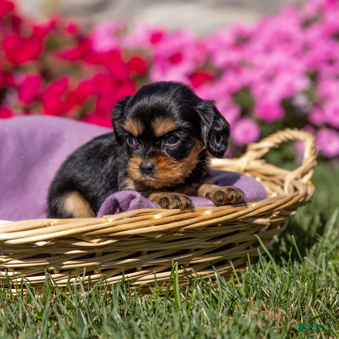 Cavalier King Charles Spaniel dogs for sale: Milly - Ad 1