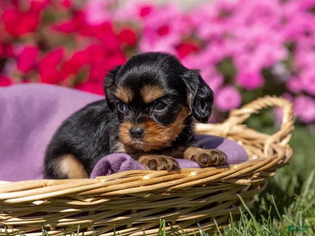 Cavalier King Charles Spaniel dogs for sale: Milly - Ad 1