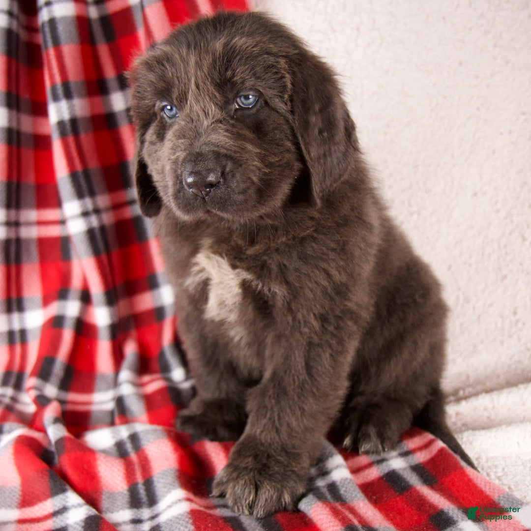 Newfoundland dogs for sale: Harley - Ad 6