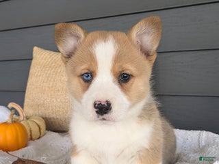 Welsh Corgi Pembroke dogs - Ad 6