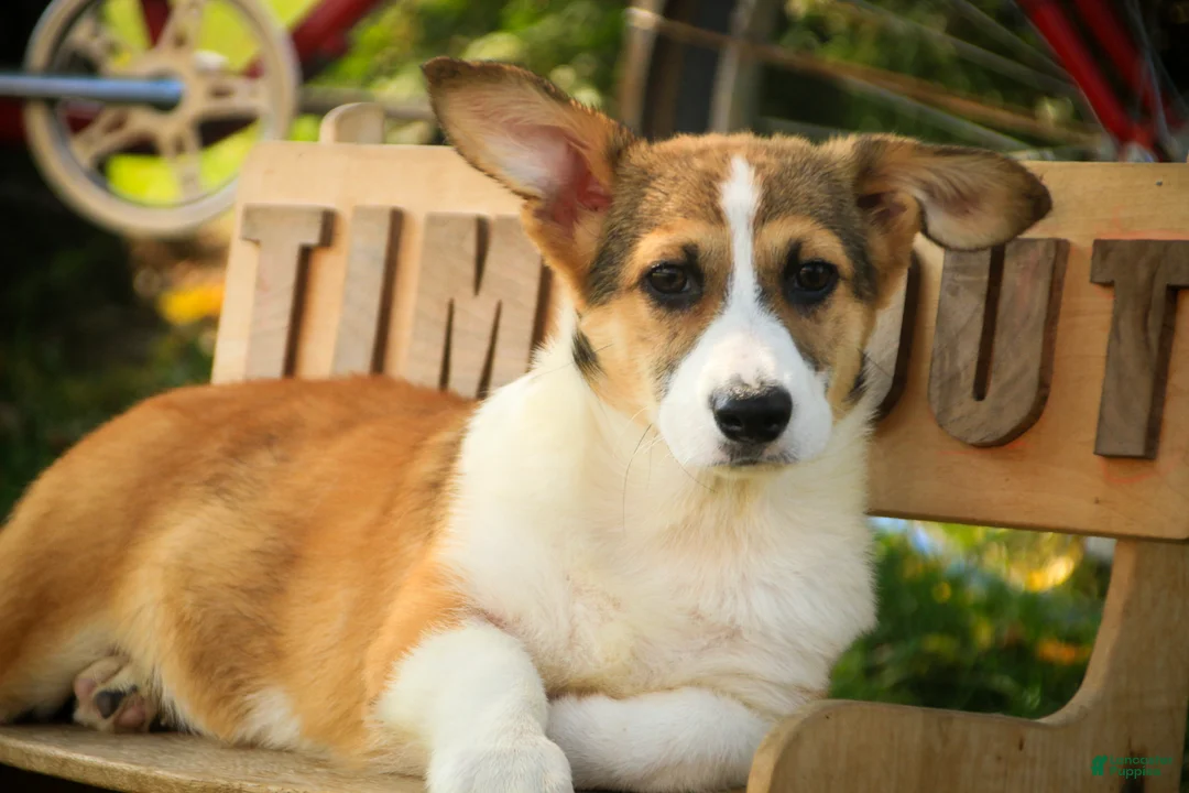 Welsh Corgi Pembroke dogs for sale: Cap'n Crunch Welsh Corgi Pembroke  - Ad 1