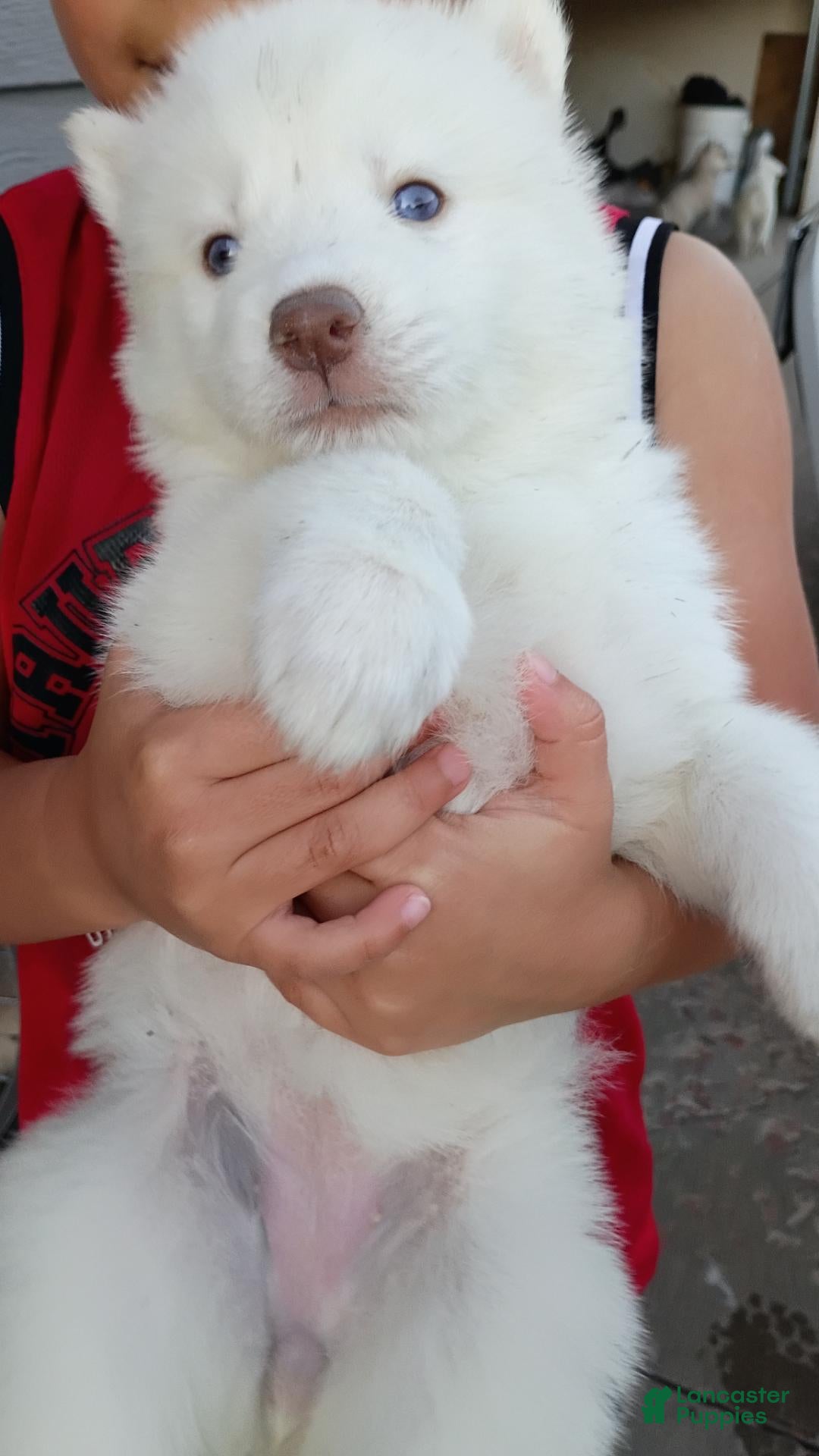 Siberian Husky dogs Female #4 - Ad 2