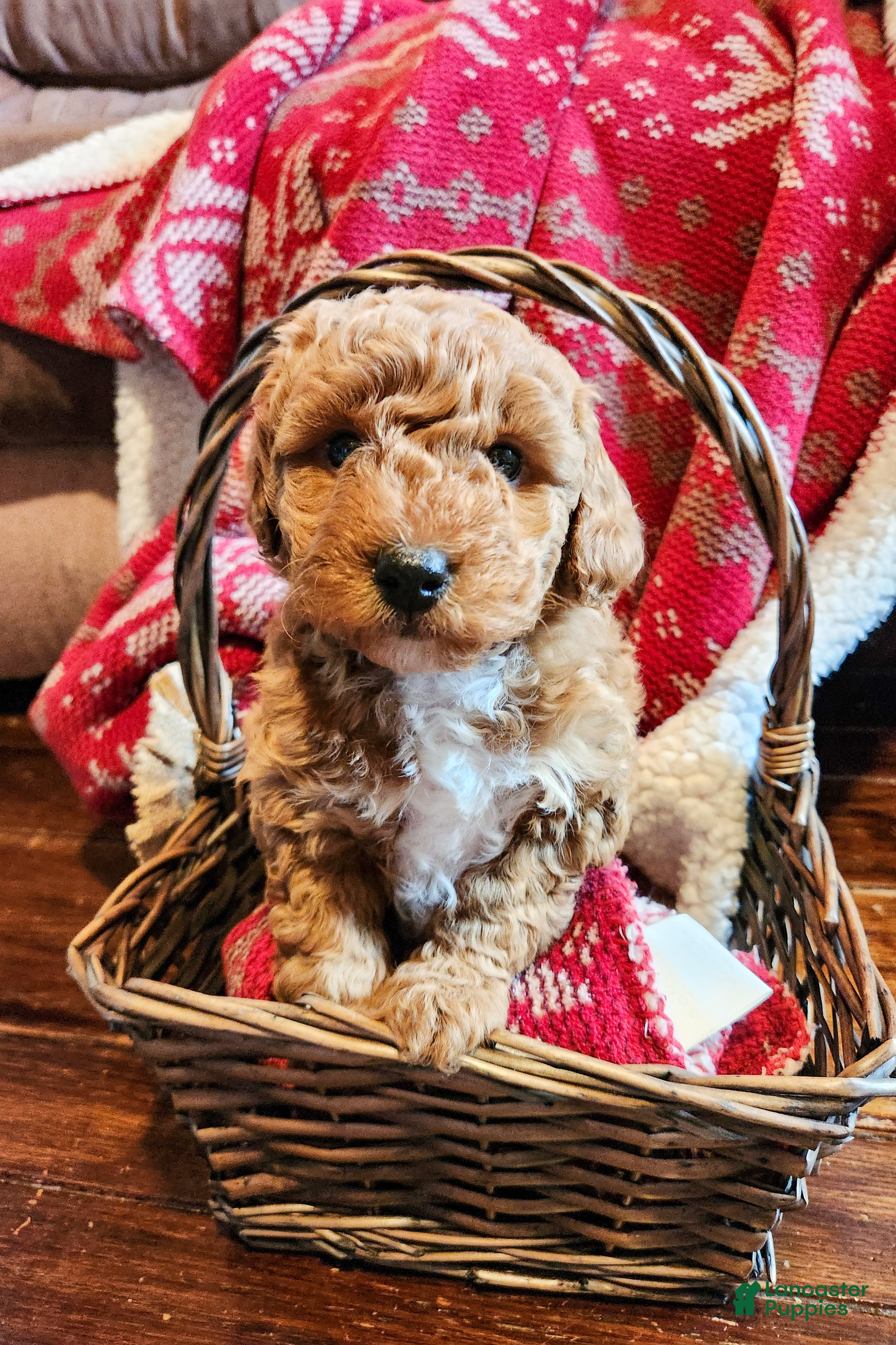 Mini Goldendoodle dogs Apollo - Ad 1