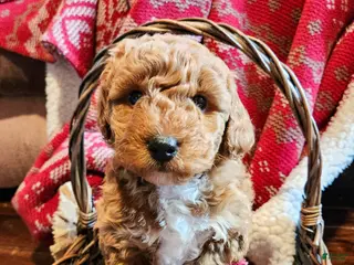 Mini Goldendoodle dogs for sale: Apollo - Ad 3