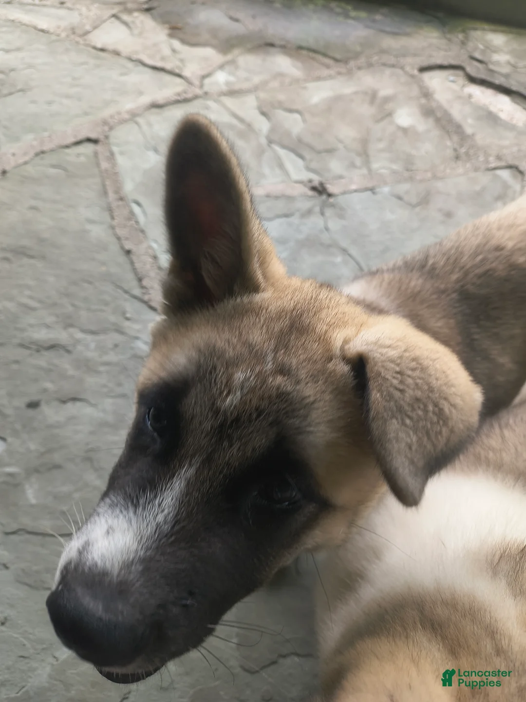 Akita dogs for sale: Akita 4 - Ad 2