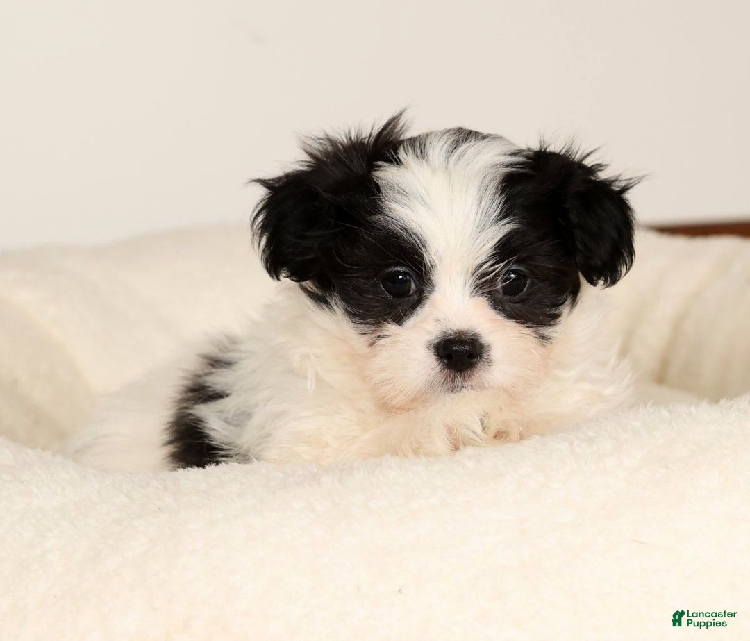 Malshi dogs for sale: Jasper - Ad 8