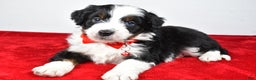 Mini Aussiedoodle dogs for sale: Shadow - Ad 8