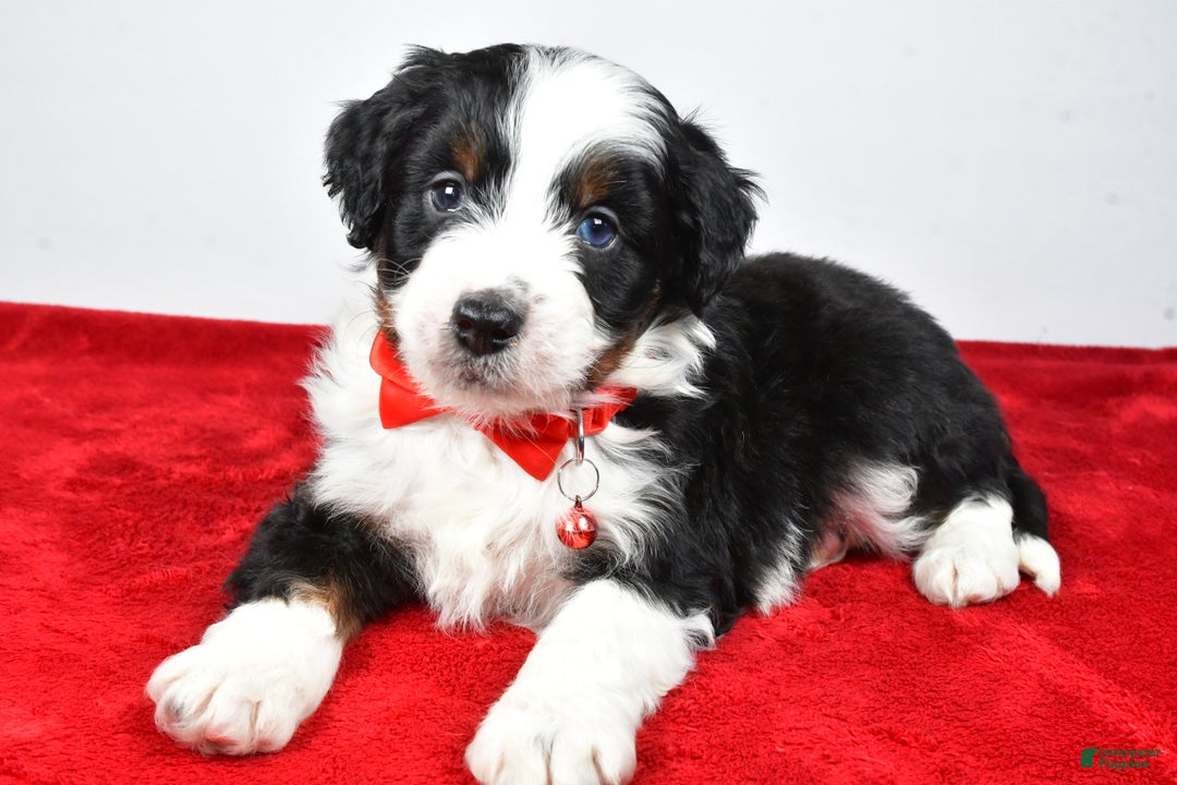 Mini Aussiedoodle dogs for sale: Shadow - Ad 8