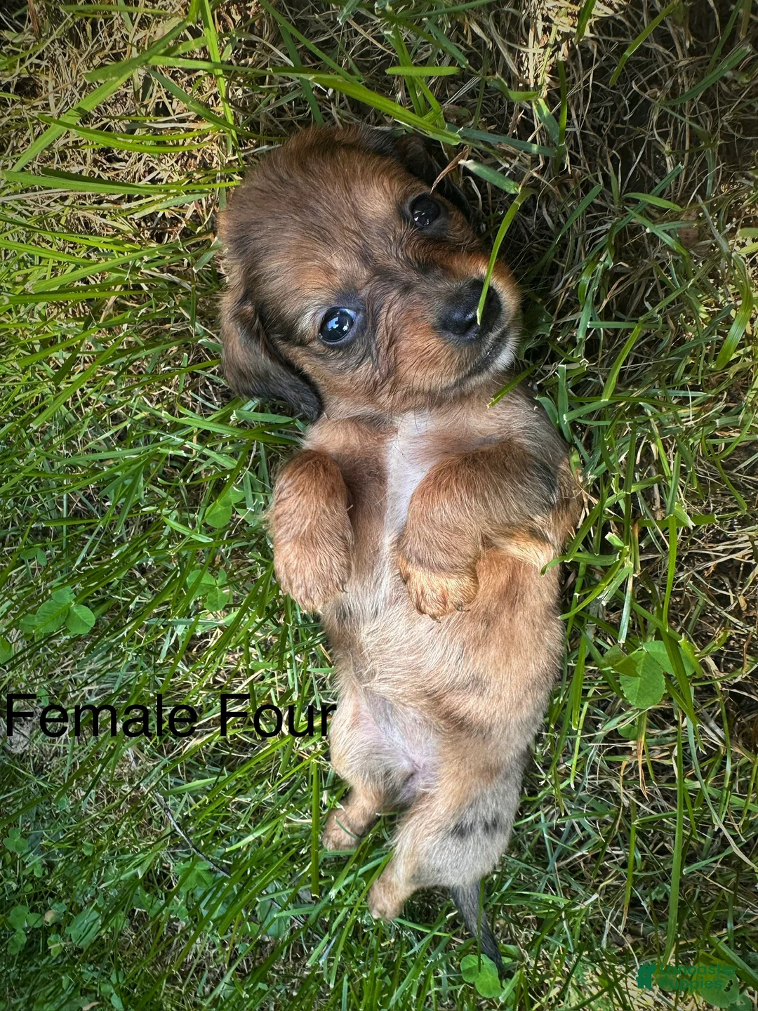 Dachshund dogs for sale: Female Four - Ad 1