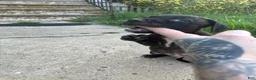 American Bully dogs for sale: Loki - Ad 8