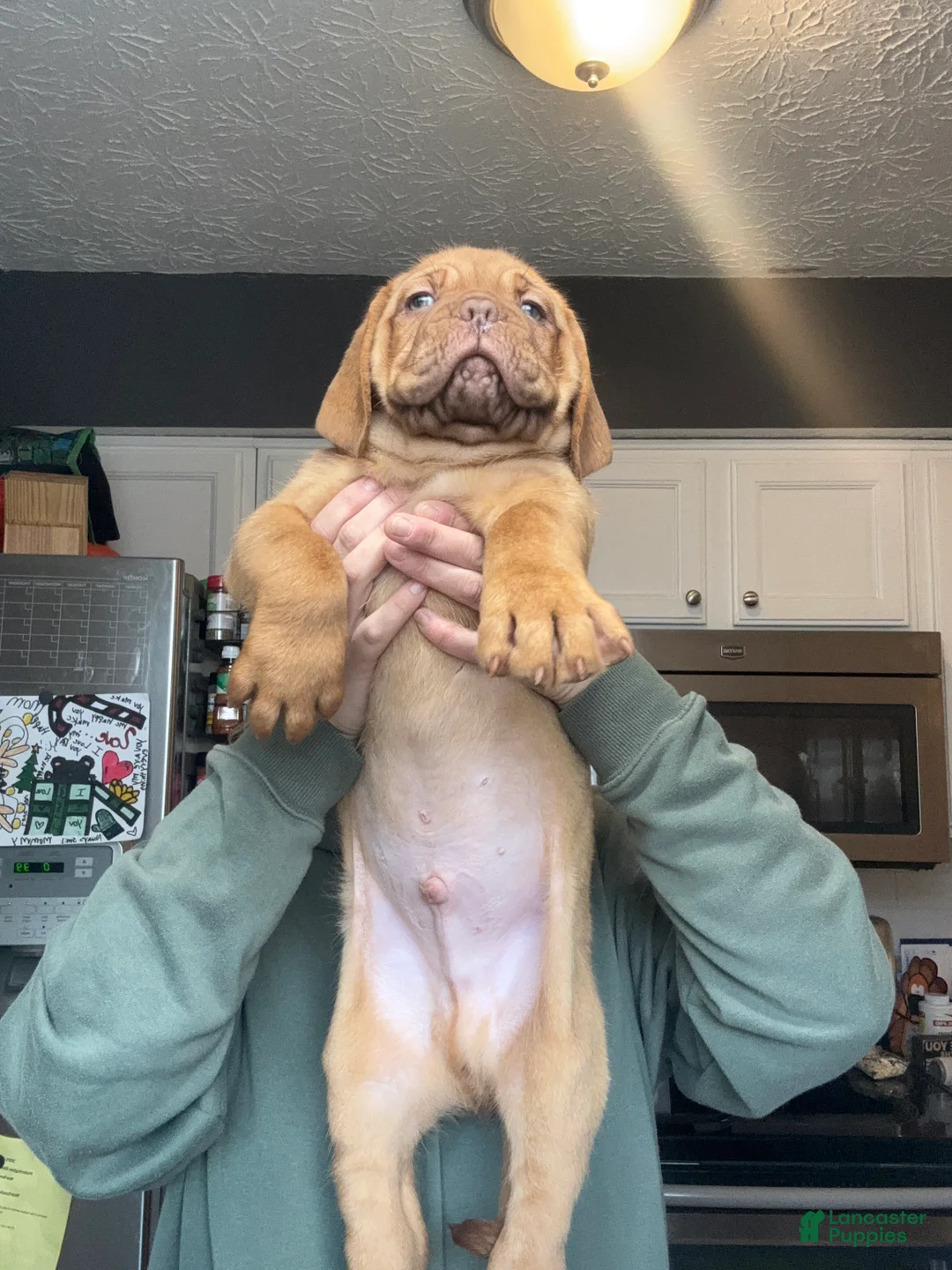 Dogue De Bordeaux dogs for sale: Dogue De Bordeaux Puppy 5 - Ad 28