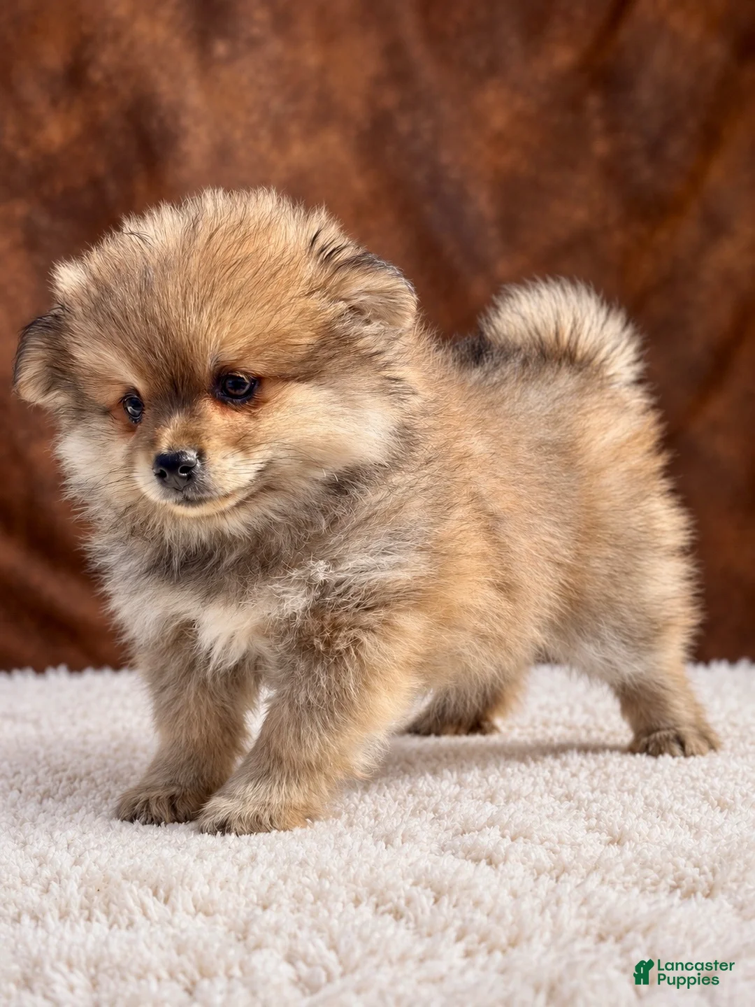 Pomeranian dogs for sale: Boy Bandit - Ad 2