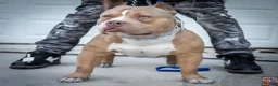 American Bully dogs for sale: American Bully Puppy 1 - Ad 3