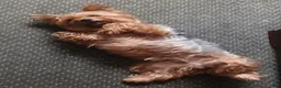 Silky Terrier dogs for sale: Silky Terrier 1 - Ad 2