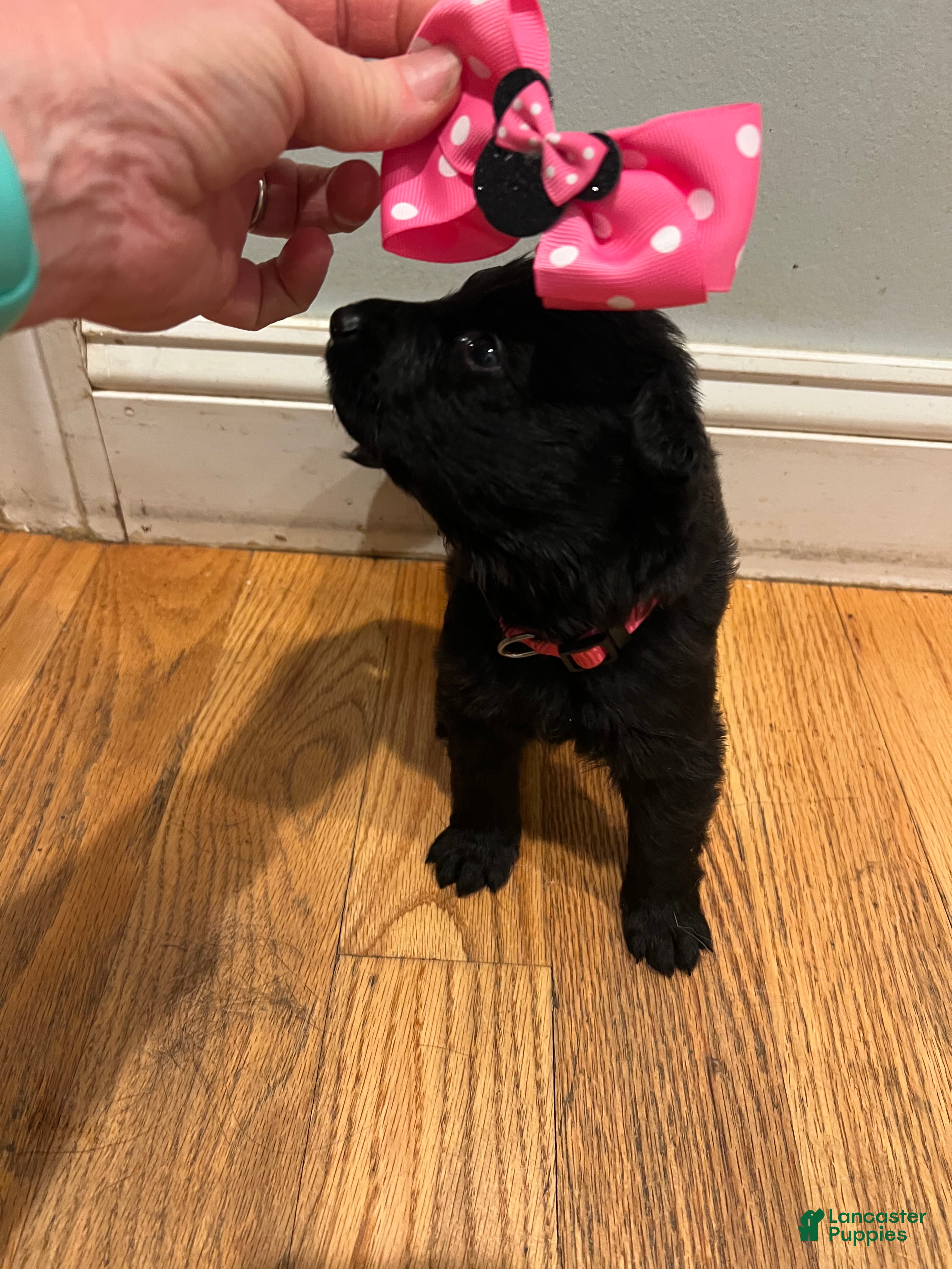 German Shepherd dogs Minnie - German Shepherd Puppy  - Ad 25