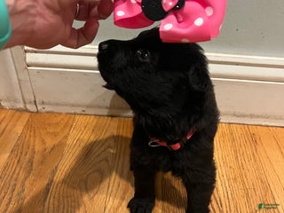 German Shepherd dogs Minnie - German Shepherd Puppy - Ad 25