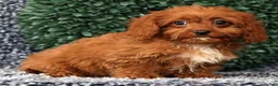 Cavapoo dogs for sale: Missy - Ad 3
