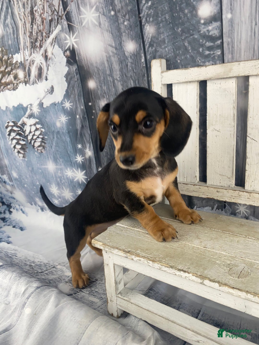 Miniature Dachshund dogs for sale: Lucy - Ad 3