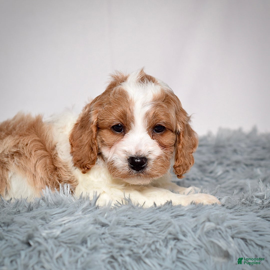 Cavapoo dogs for sale: Mr. Luigi - Ad 6