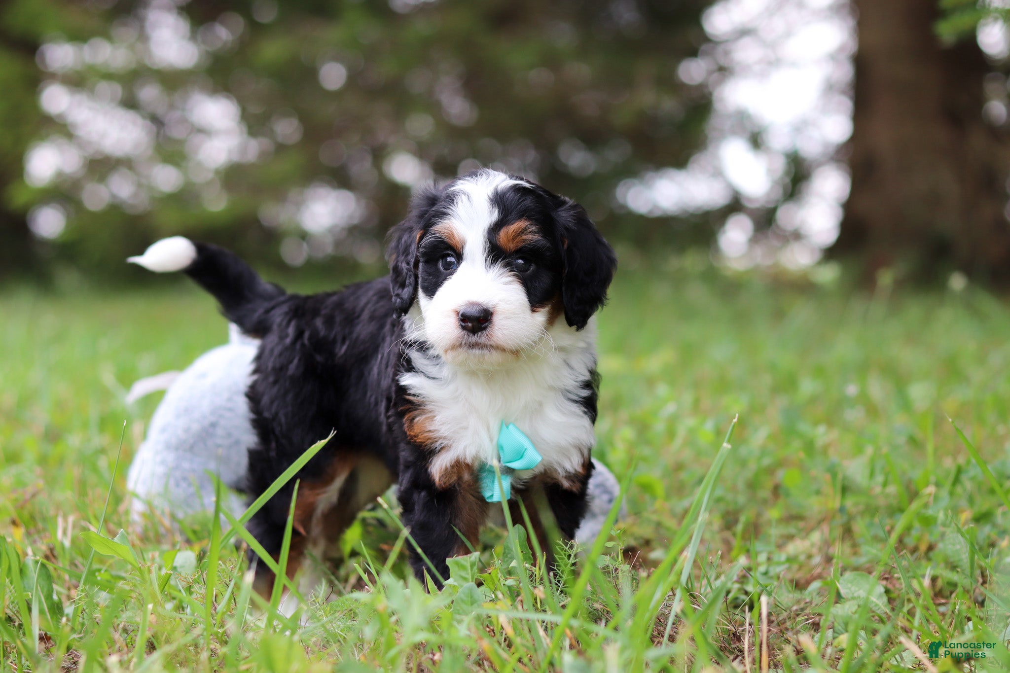 Mini Bernedoodle dogs for sale: Tommy 🐾 - Ad 1