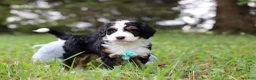 Mini Bernedoodle dogs for sale: Tommy 🐾 - Ad 1