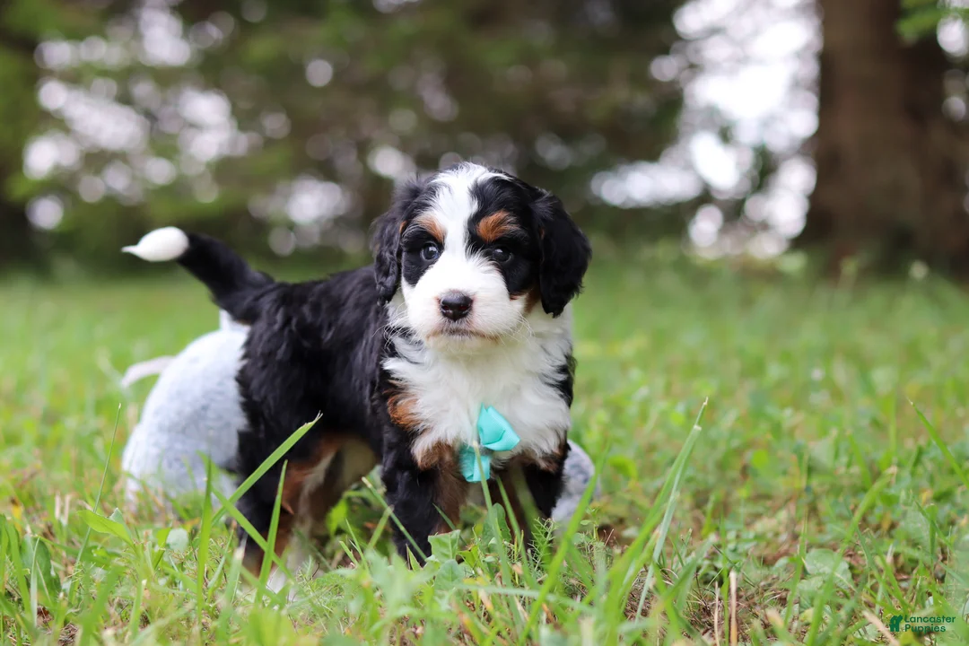 Mini Bernedoodle dogs for sale: Tommy 🐾 - Ad 1