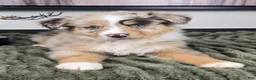 Miniature Australian Shepherd dogs for sale: Sally - Ad 1