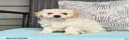 Cavapoo dogs for sale: Sandy - Ad 4