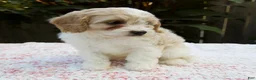 Cavapoo dogs for sale: Finn - Ad 5