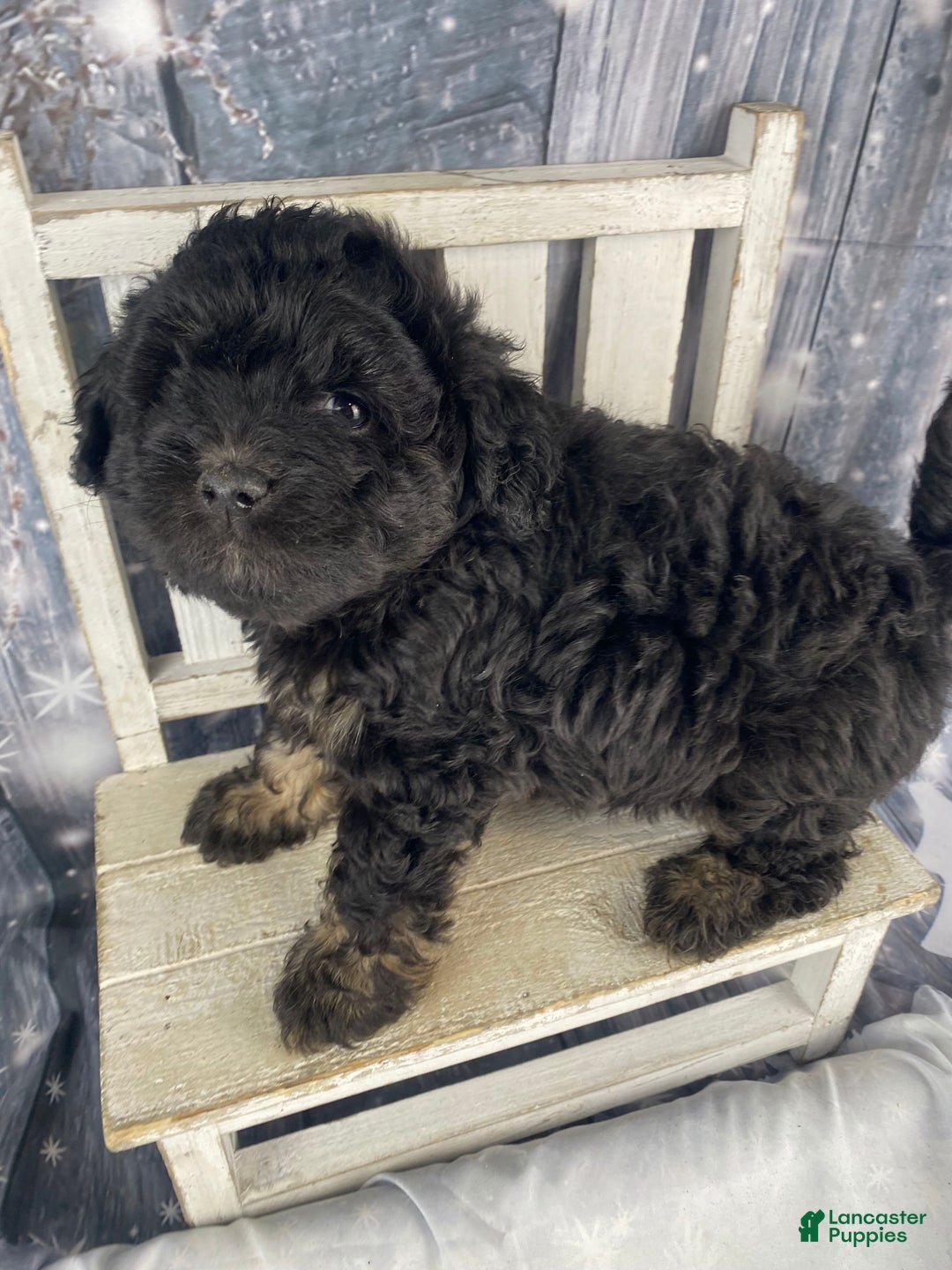 Mini Aussiedoodle dogs for sale: Ilene - Ad 1