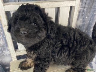 Mini Aussiedoodle dogs Ilene - Ad 9