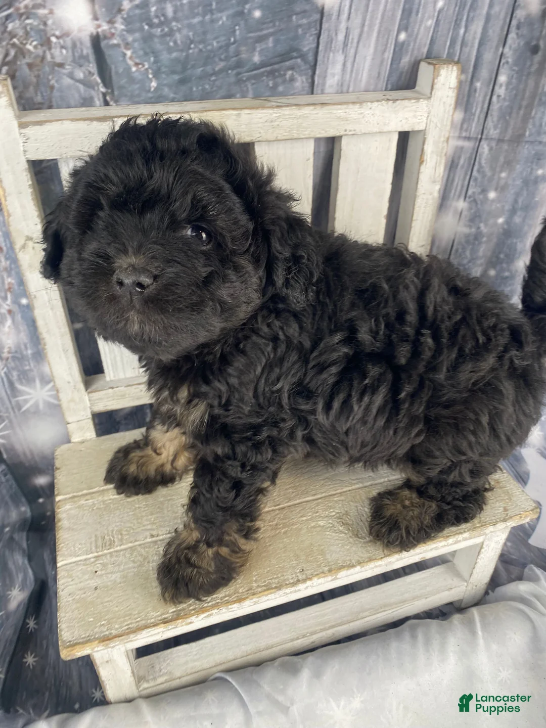 Mini Aussiedoodle dogs for sale: Ilene - Ad 1