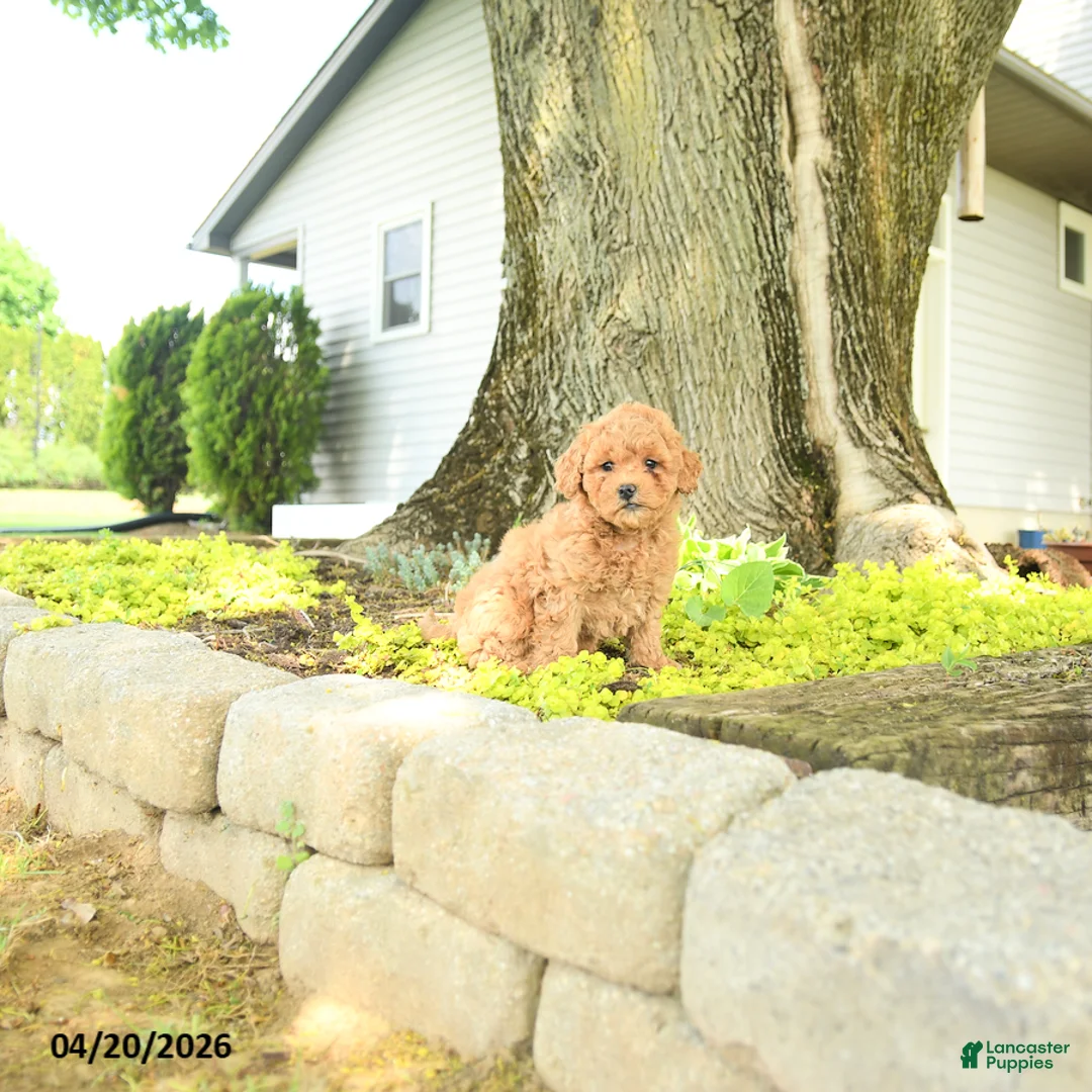 Goldendoodle dogs for sale: Cleo - Ad 5