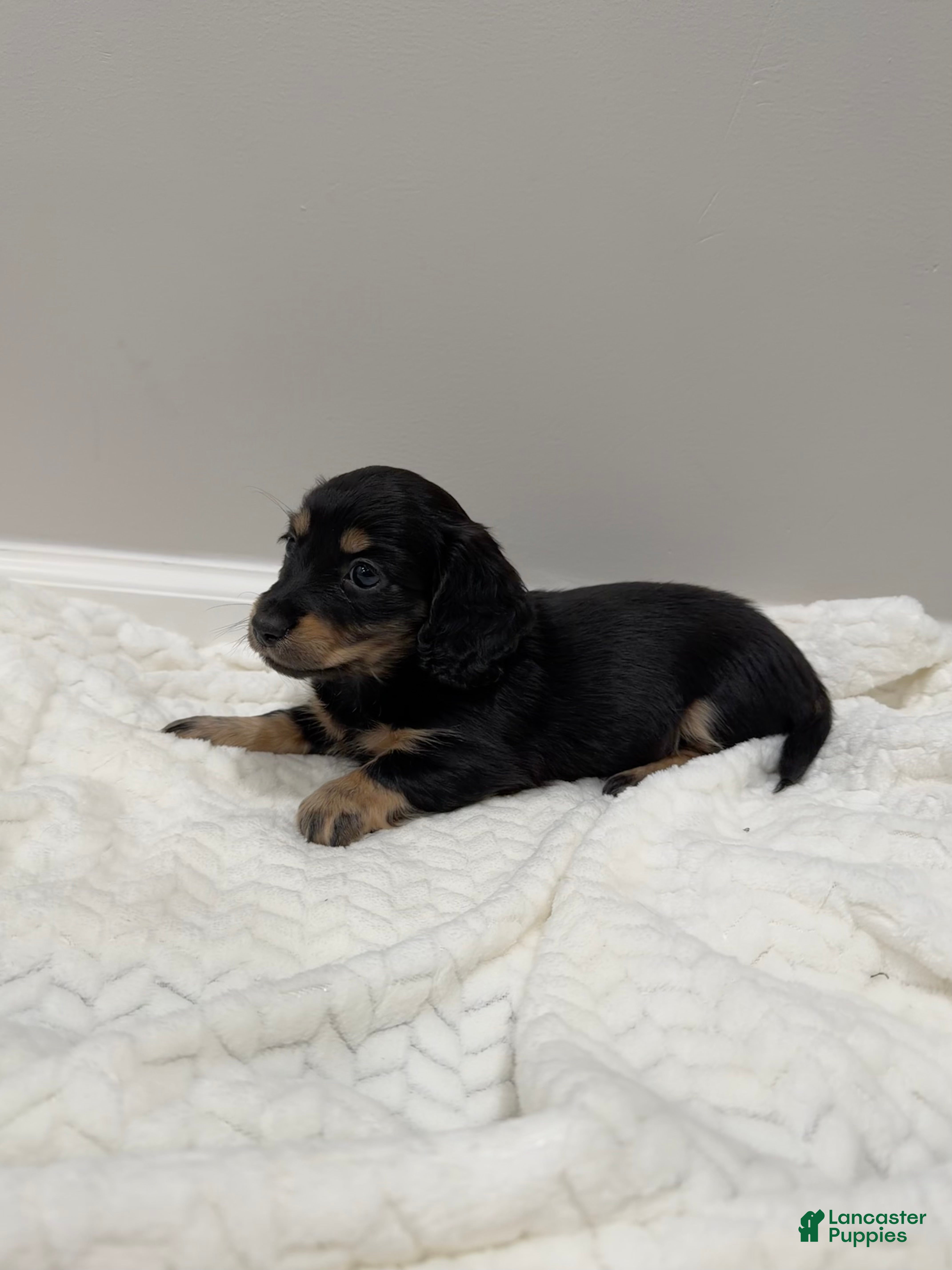 Miniature Dachshund dogs Bella - Ad 2