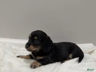 Miniature Dachshund dogs Bella - Ad 2