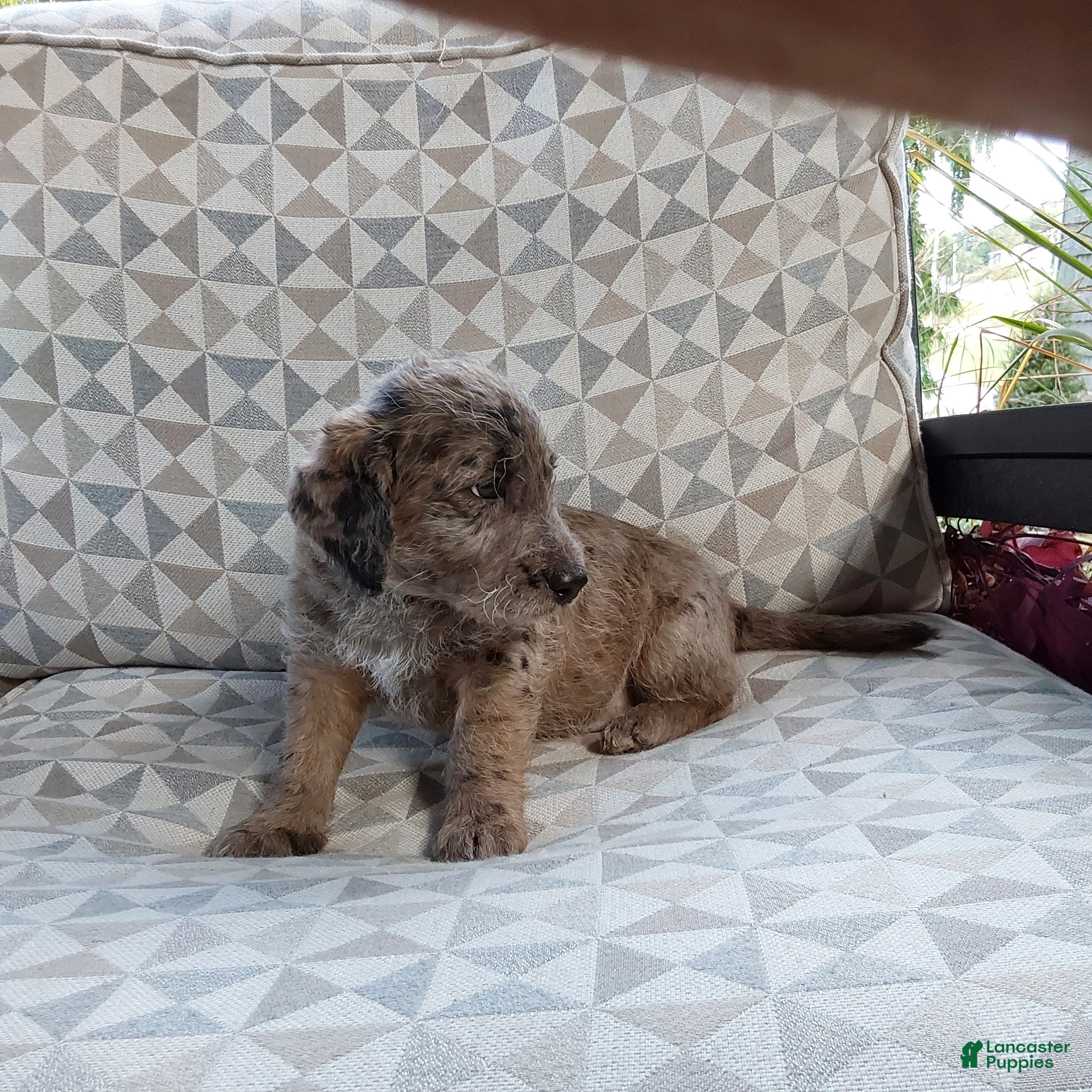 Labradoodle Puppies for sale Lancaster Puppies